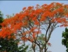 Mother Nature flowering at Ashram